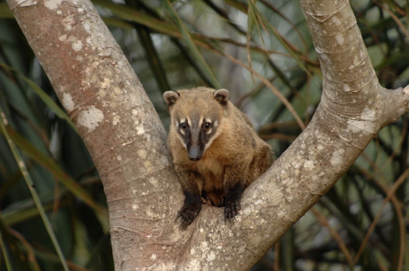 �������� ��� :: ������ (coati) :: ���������� 1