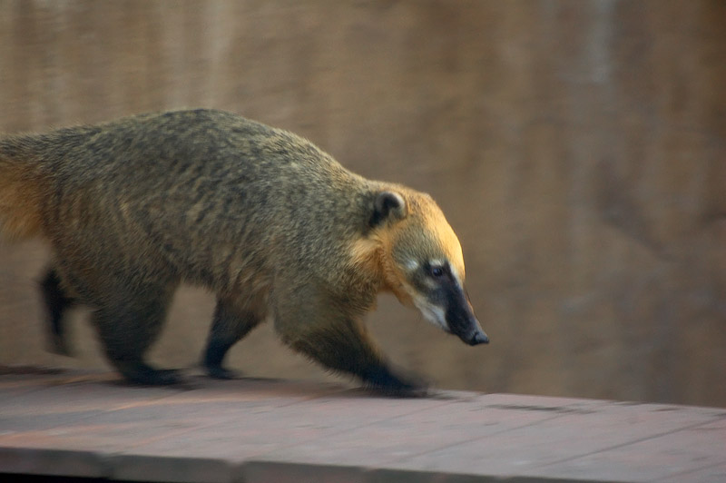 �������� ��� :: ������ (coati) :: ���������� 1