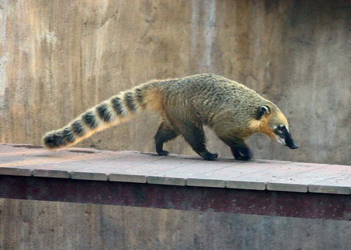 �������� ��� :: ������ (coati) ���� 48