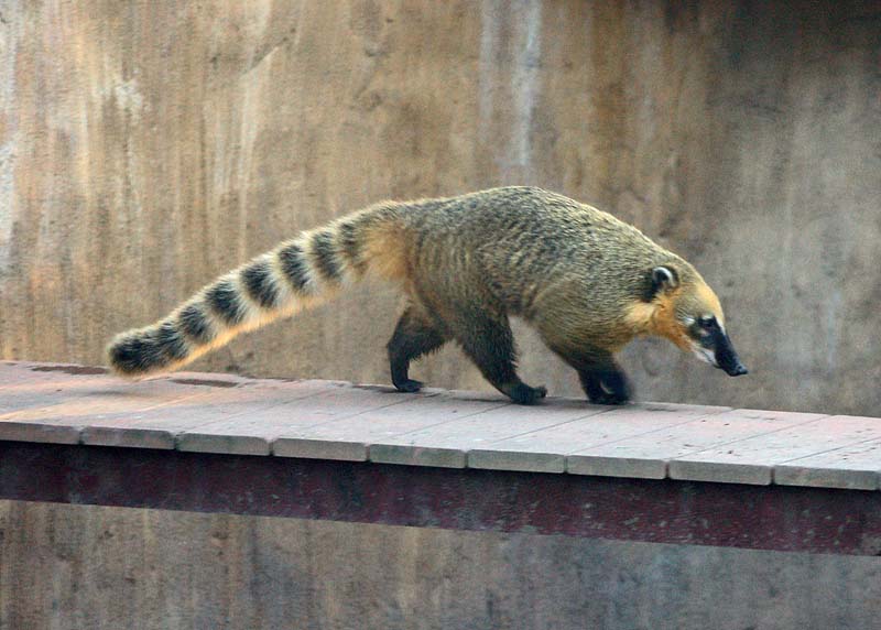 �������� ��� :: ������ (coati) :: ���������� 1