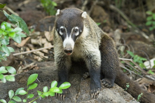 �������� ��� :: ������ (coati) ���� 49