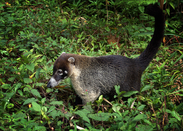 �������� ��� :: ������ (coati) :: ���������� 1