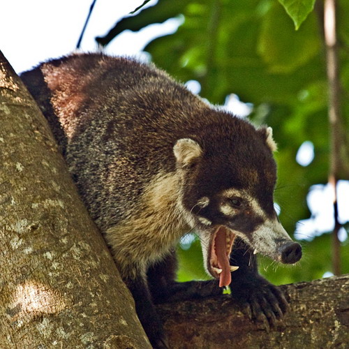 �������� ��� :: ������ (coati) ���� 51