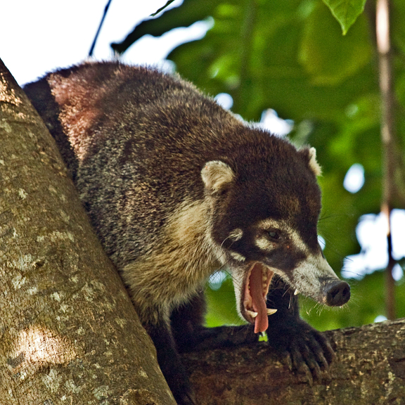 �������� ��� :: ������ (coati) :: ���������� 1