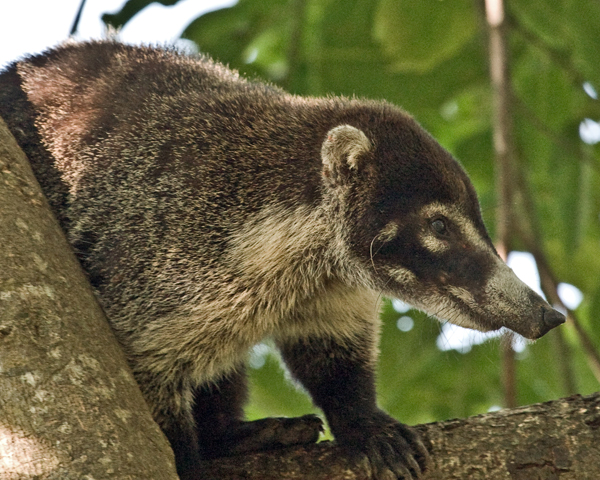 �������� ��� :: ������ (coati) :: ���������� 1
