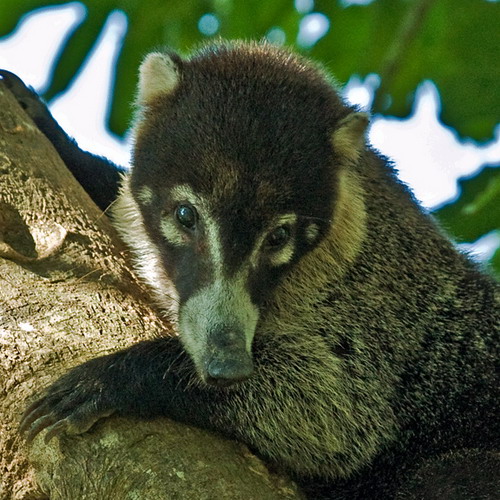 �������� ��� :: ������ (coati) ���� 53
