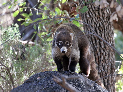 �������� ��� :: ������ (coati) ���� 54