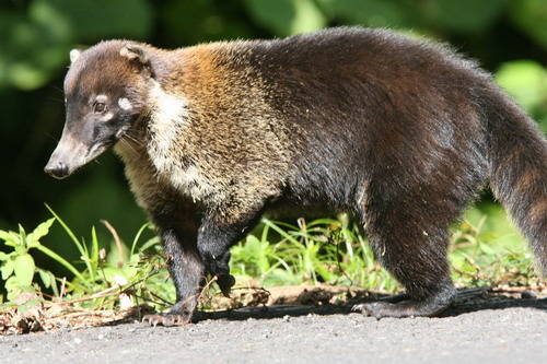 �������� ��� :: ������ (coati) ���� 55