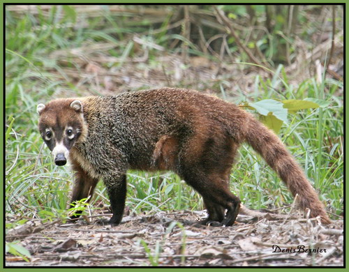 �������� ��� :: ������ (coati) ���� 56