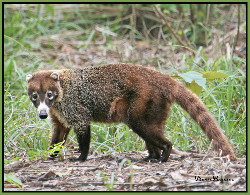 �������� ��� :: ������ (coati) :: ���������� 1