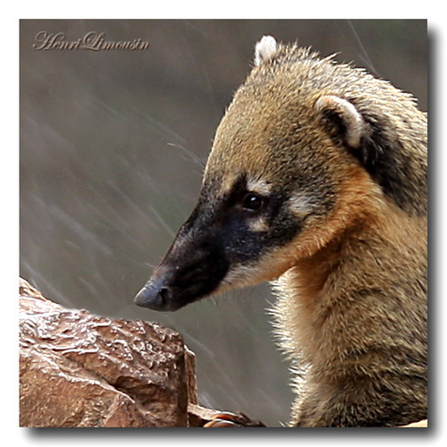 �������� ��� :: ������ (coati) ���� 57