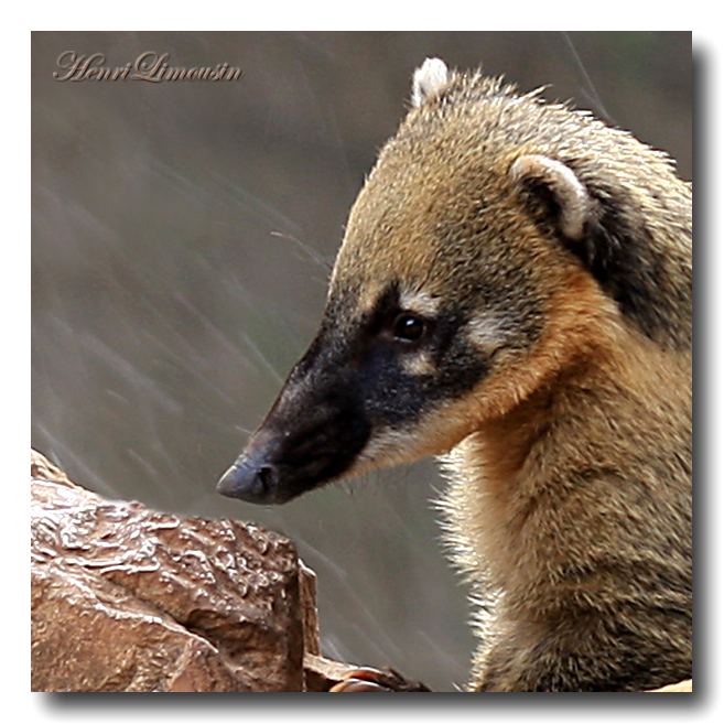 �������� ��� :: ������ (coati) :: ���������� 1