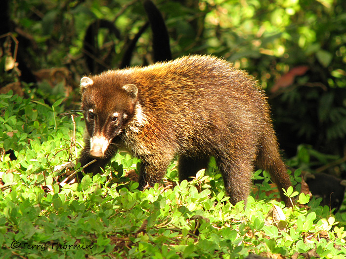 �������� ��� :: ������ (coati) :: ���������� 1