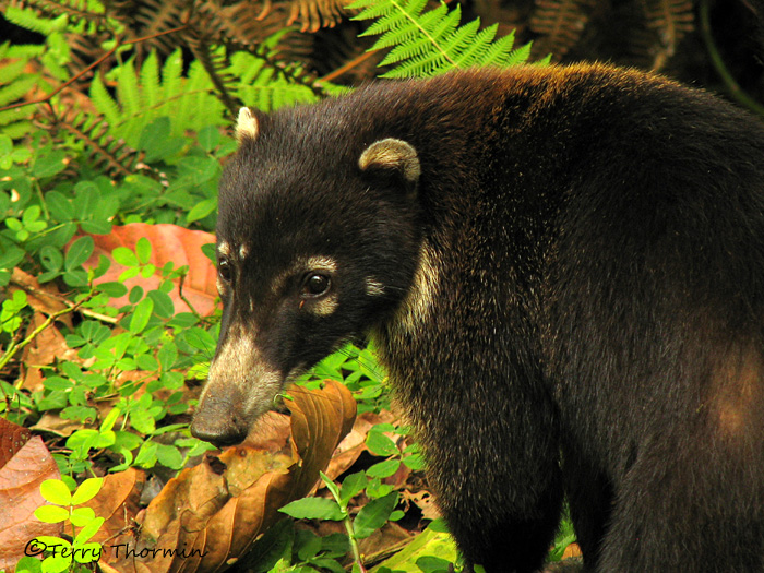 �������� ��� :: ������ (coati) :: ���������� 1