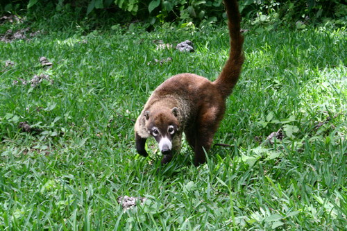 �������� ��� :: ������ (coati) ���� 60