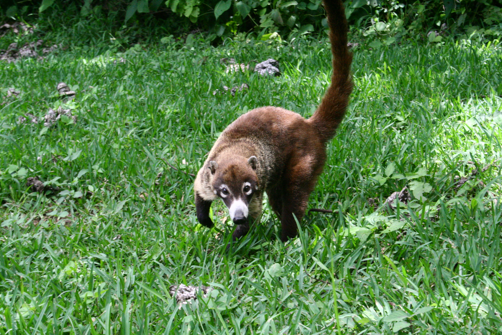 �������� ��� :: ������ (coati) :: ���������� 1