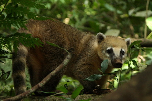 �������� ��� :: ������ (coati) ���� 61