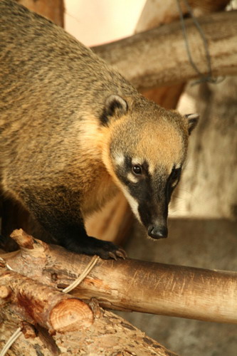 �������� ��� :: ������ (coati) ���� 62