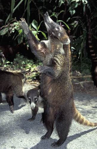 �������� ��� :: ������ (coati) ���� 63