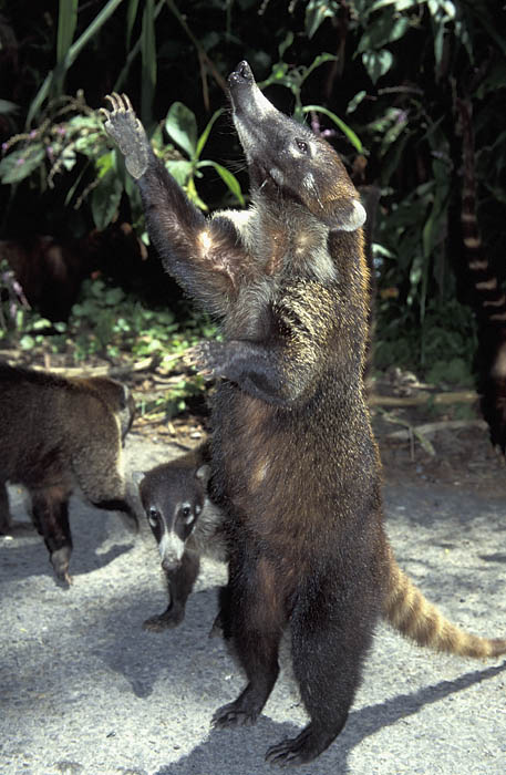 �������� ��� :: ������ (coati) :: ���������� 1