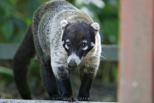 �������� ��� :: ������ (coati) ���� 64