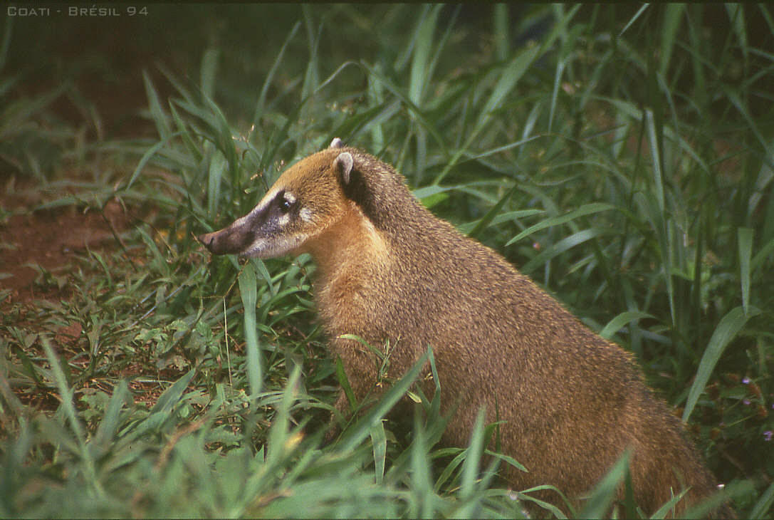 �������� ��� :: ������ (coati) :: ���������� 1