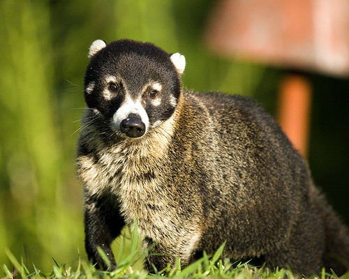   ::  (coati)