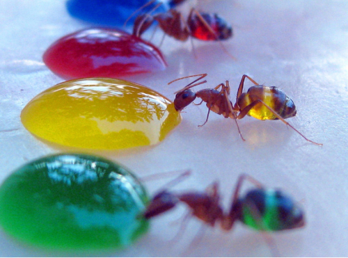 Как раскрасить муравьев фото 1