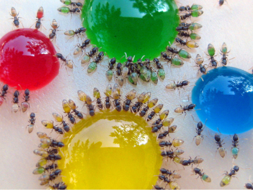 Как раскрасить муравьев фото 0