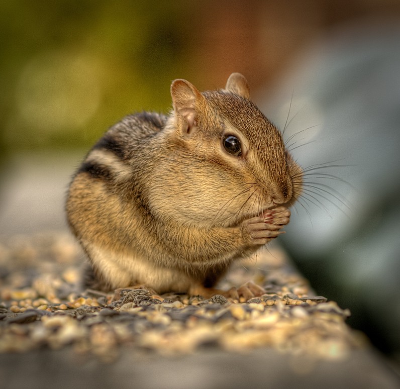 Живность. Живность ру. Hunter's Chipmunk Cheeks. Chipmunk Cheeks Treamtnet.