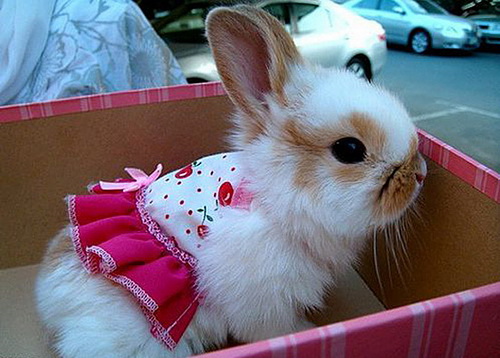 �������� �������� ���� 20