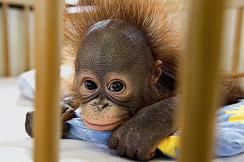 �������� �������� ���� 38