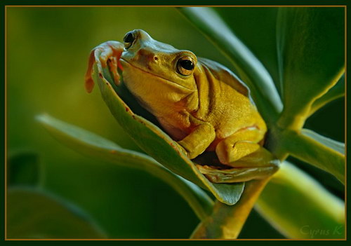 �������� :: ��������  Cyrus Khamak ���� 9