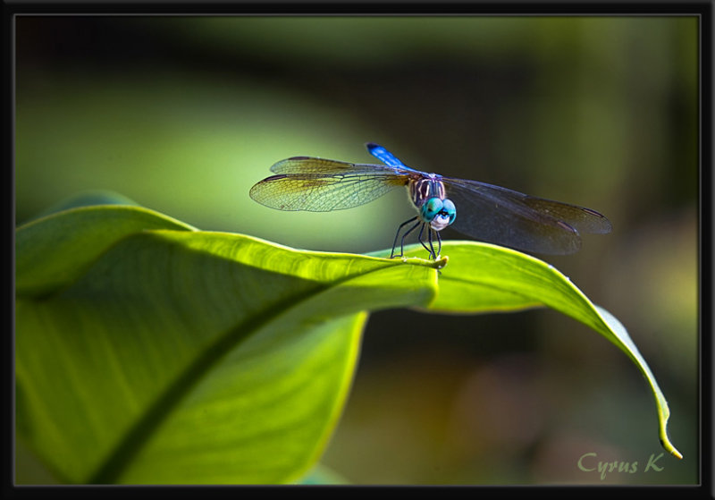 �������� :: ��������  Cyrus Khamak :: ���������� 1
