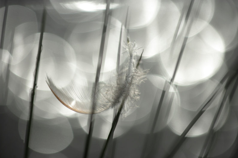 �������� David Maitland :: ���������� 1