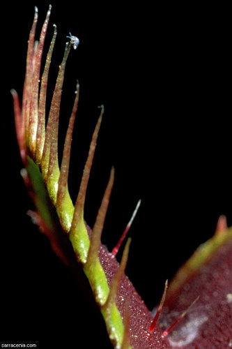 �������� ��� :: �������� ������ Dionaea muscipula ���� 1