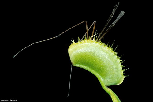 �������� ��� :: �������� ������ Dionaea muscipula ���� 2