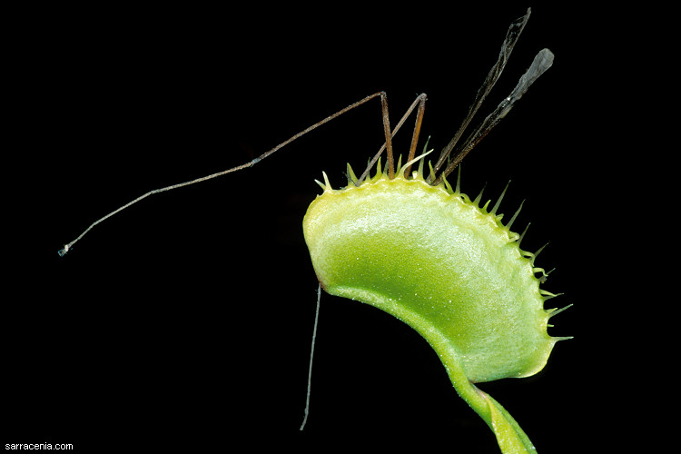 �������� ��� :: �������� ������ Dionaea muscipula :: ���������� 1