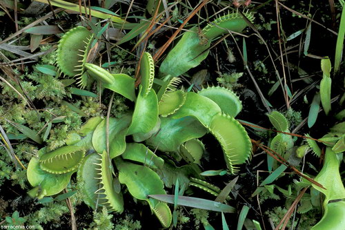 �������� ��� :: �������� ������ Dionaea muscipula ���� 3