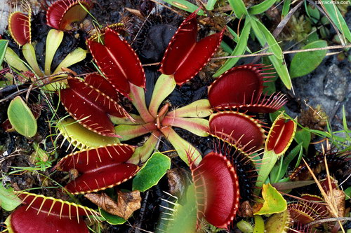 �������� ��� :: �������� ������ Dionaea muscipula ���� 4