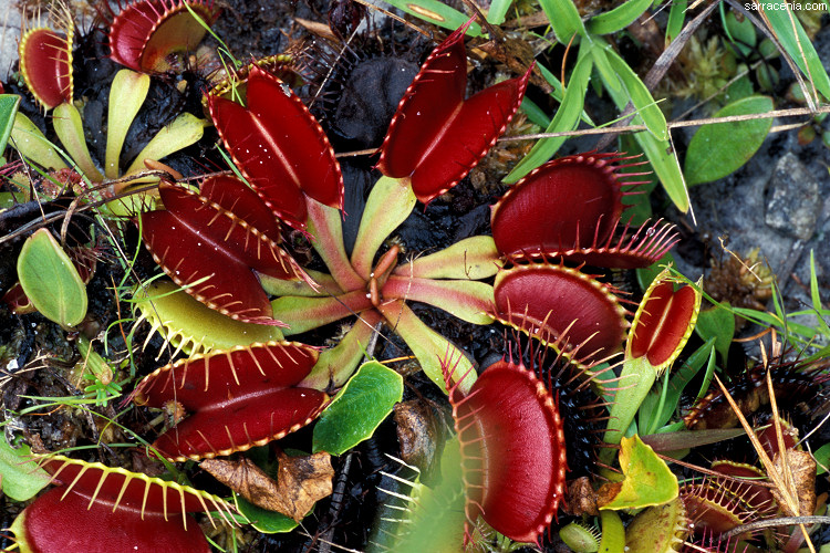 �������� ��� :: �������� ������ Dionaea muscipula :: ���������� 1