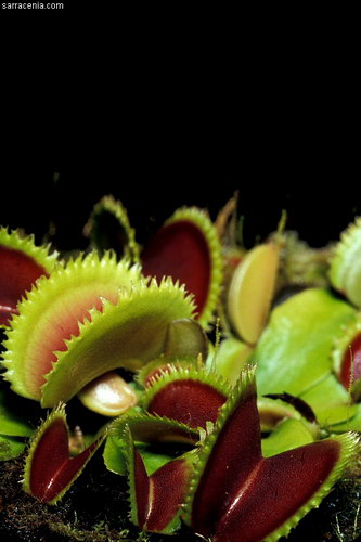 �������� ��� :: �������� ������ Dionaea muscipula ���� 5