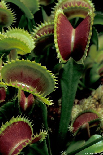 �������� ��� :: �������� ������ Dionaea muscipula ���� 6