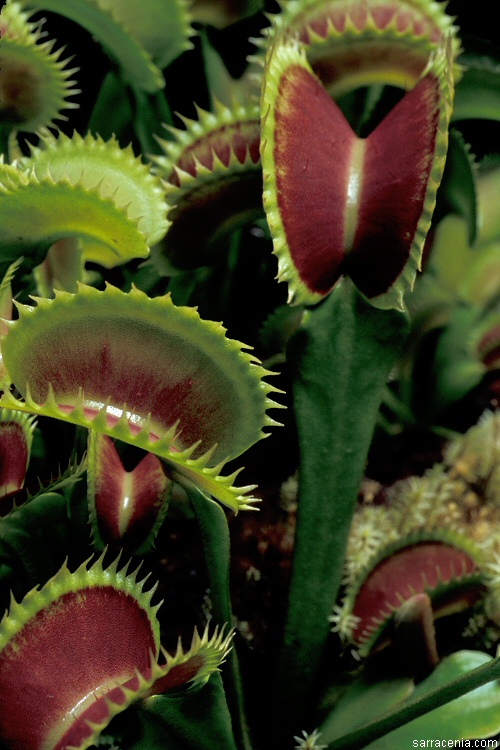 �������� ��� :: �������� ������ Dionaea muscipula :: ���������� 1