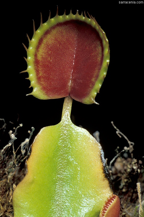 �������� ��� :: �������� ������ Dionaea muscipula :: ���������� 1