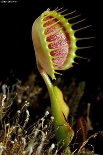 �������� ��� :: �������� ������ Dionaea muscipula ���� 8