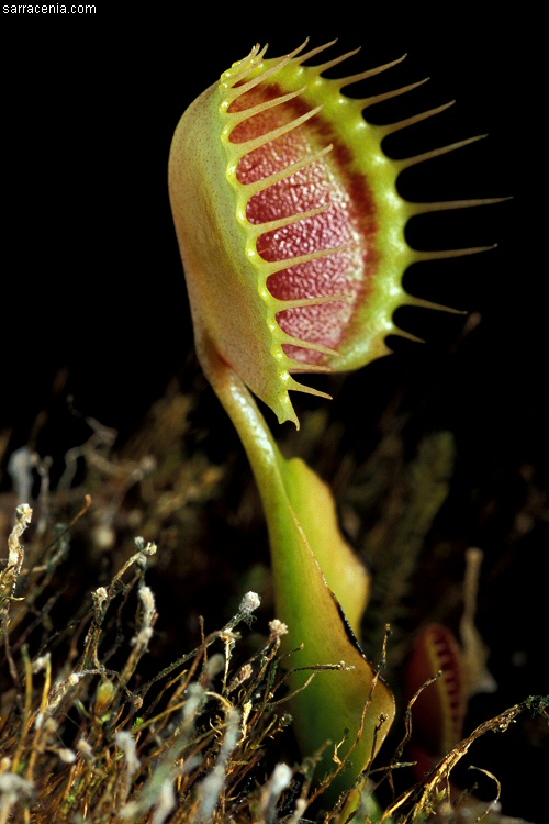 �������� ��� :: �������� ������ Dionaea muscipula :: ���������� 1