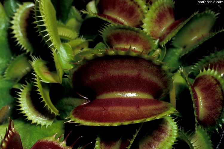 �������� ��� :: �������� ������ Dionaea muscipula :: ���������� 1