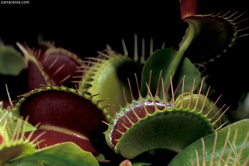�������� ��� :: �������� ������ Dionaea muscipula ���� 10