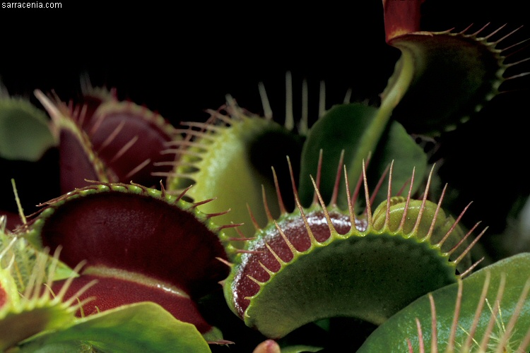 �������� ��� :: �������� ������ Dionaea muscipula :: ���������� 1